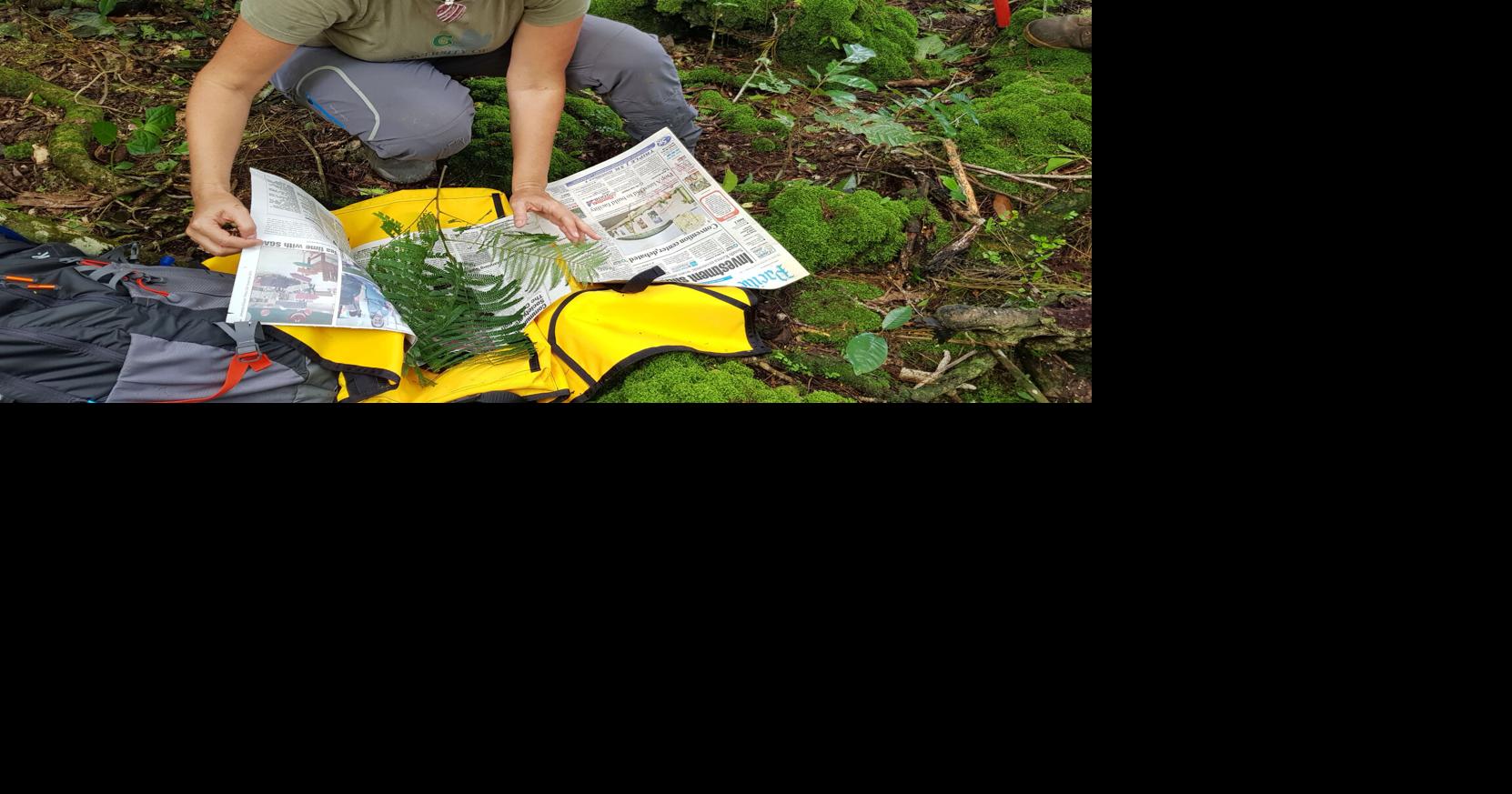 UOG: Demeulenaere's håyun lagu research part of plant classification study