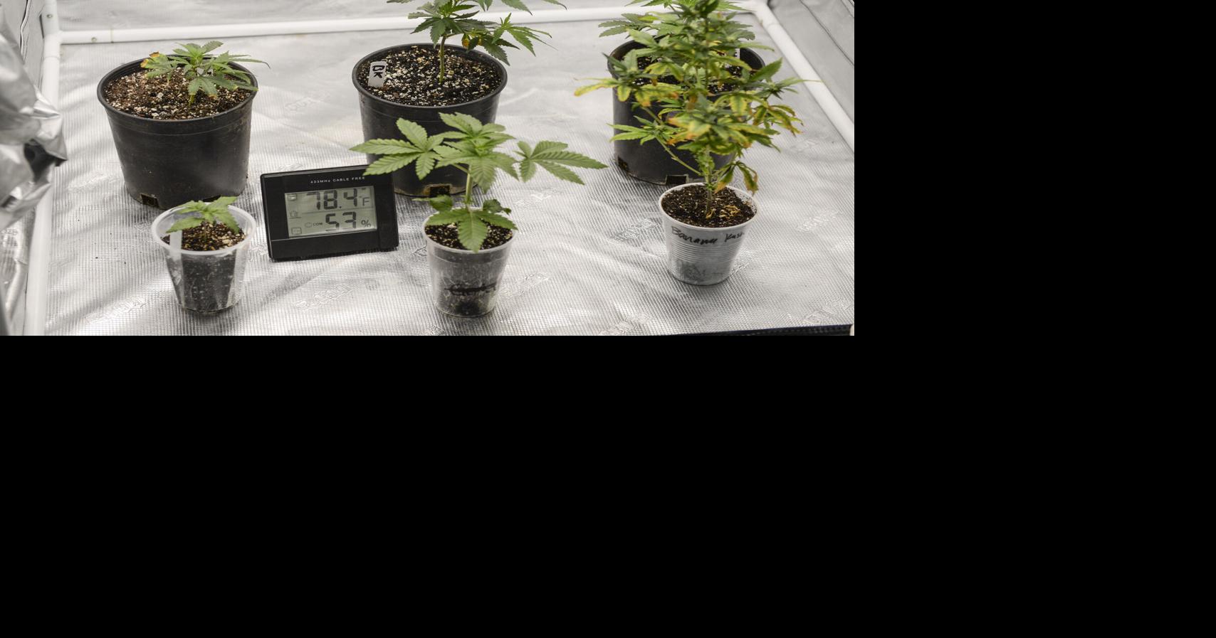 Bill would ease all-organic requirements for cannabis agriculture