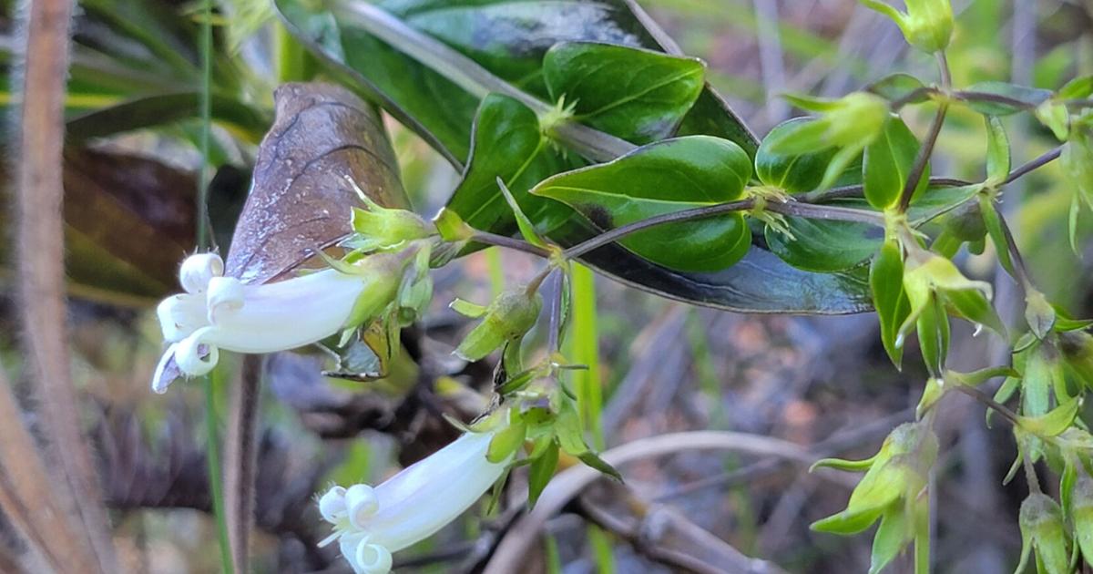 Stories Rooted in Nature: Discovering Guåhan’s endemic Hedyotis megalantha