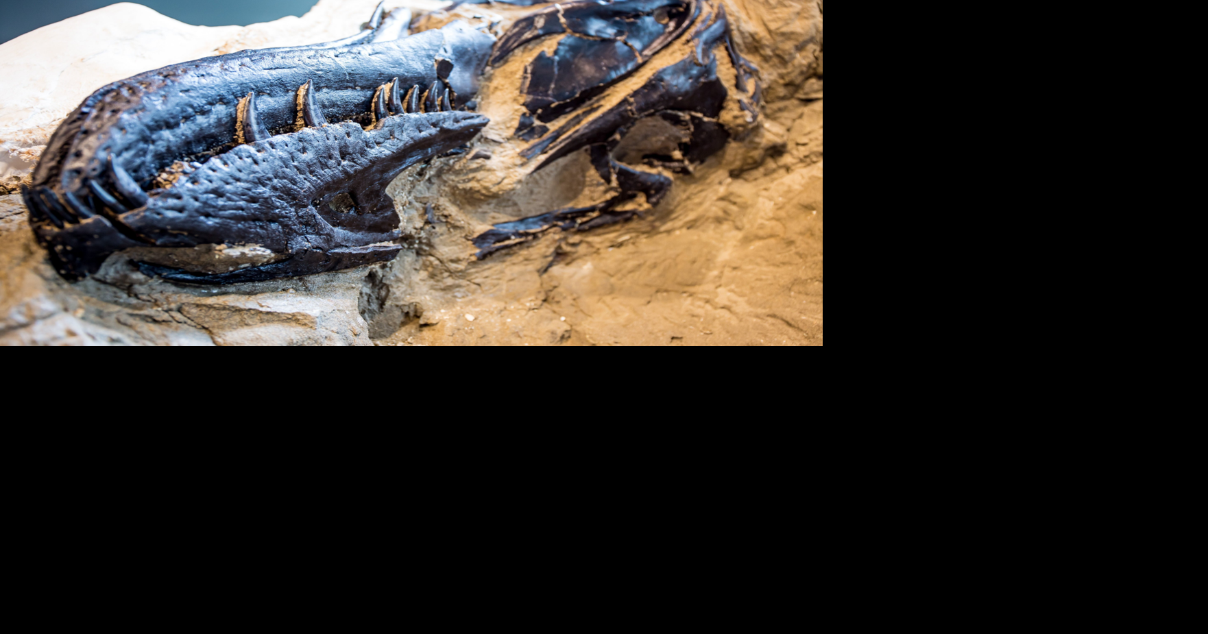 New fossil reveals T. rex had a rival predator