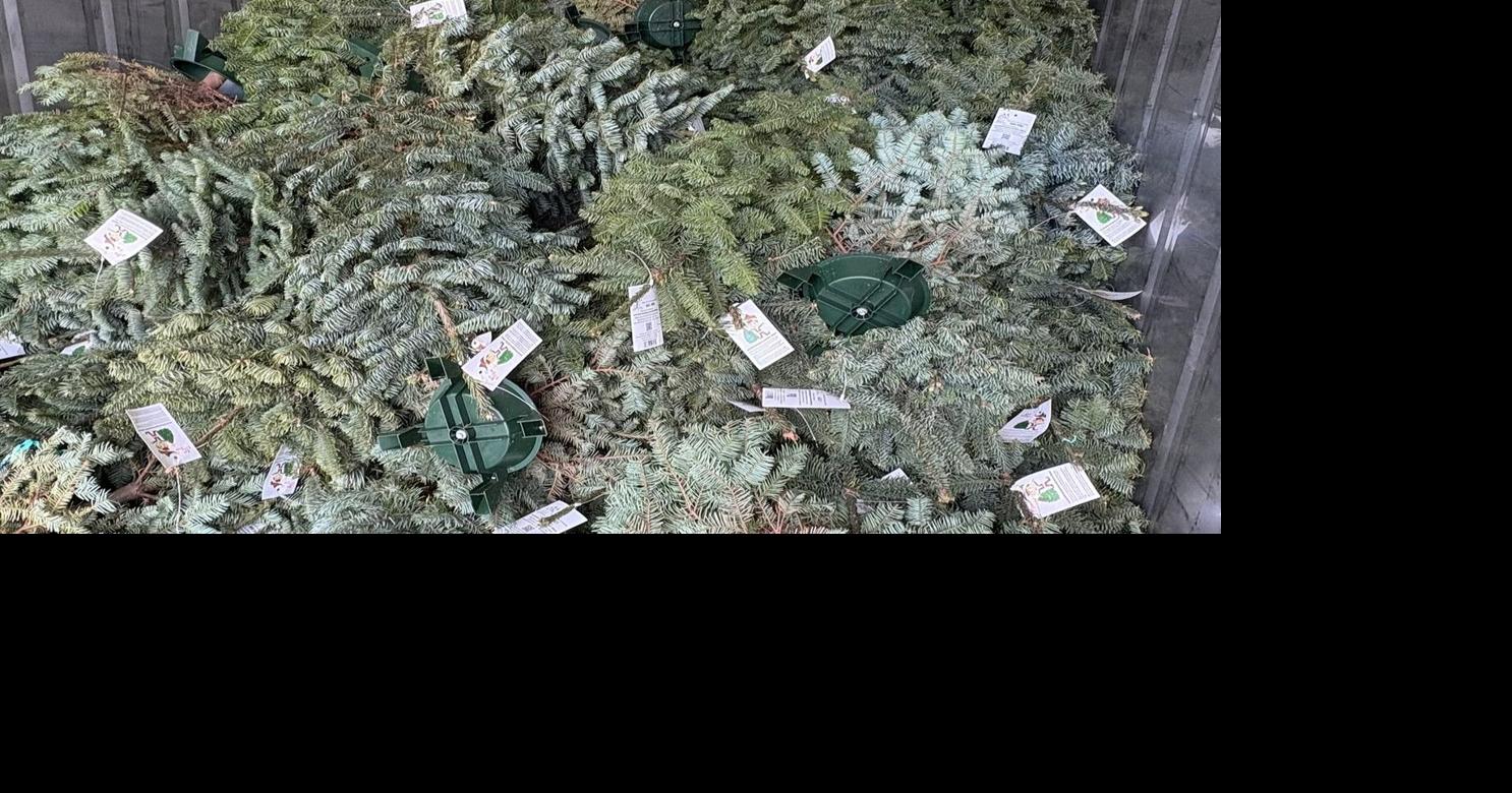 Guam Customs: Fresh evergreens safe from pests after fumigation