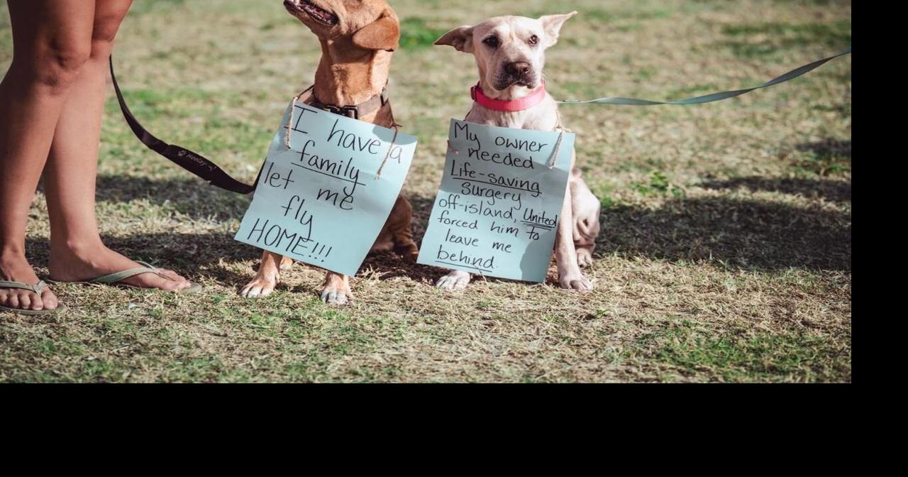 Advocates call for return of United’s pet shipping policy for civilian community | News
