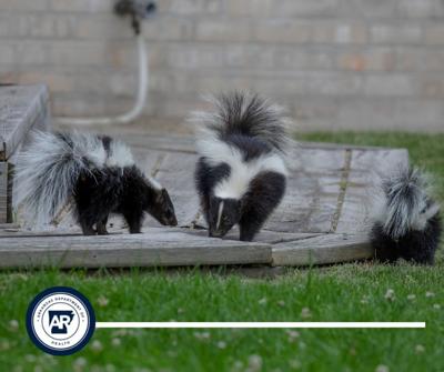 Rabid skunk found in Independence County | News 