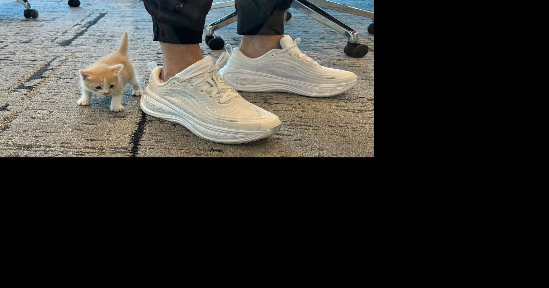 A Mysterious Meow in the Car Reveals a New Family Member for Baylor Coach Nicki Collen