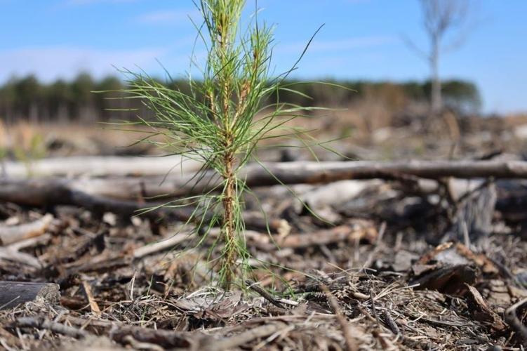 Sustaining Forest Starts with Planting Trees | News ...