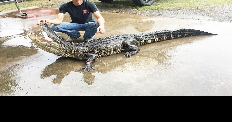 38 Arkansans draw public land alligator hunting permits News