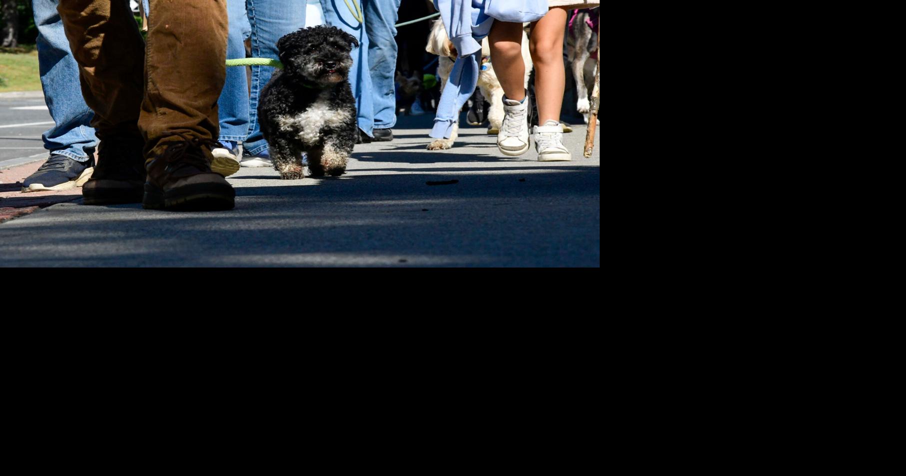 Vermont Humane Society Annual Walk