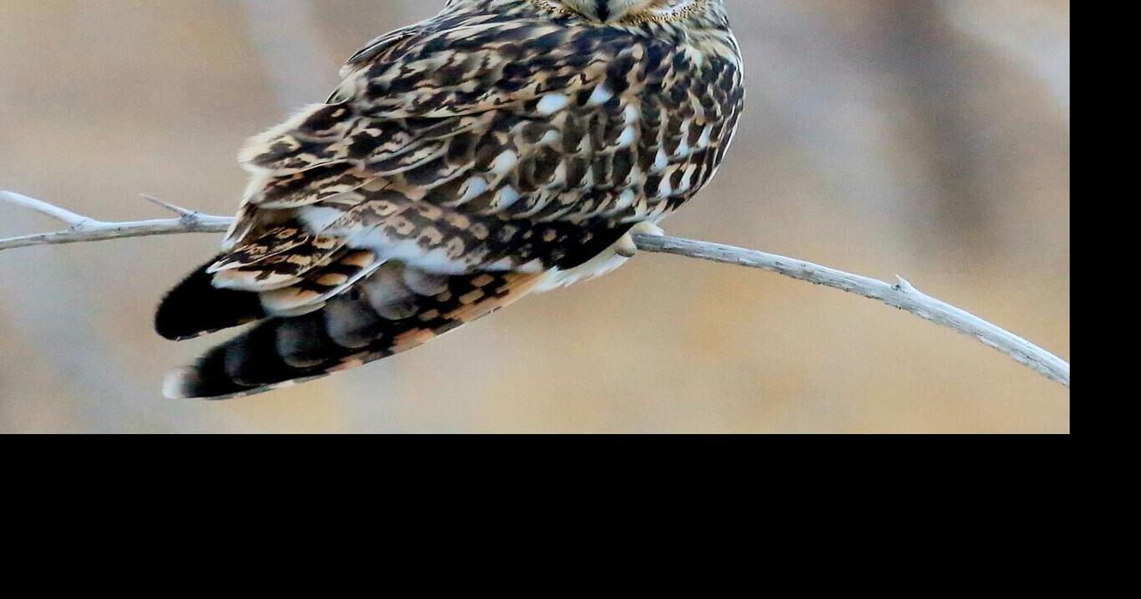 Raptors offer exciting winter wildlife-watching opportunities | News ...