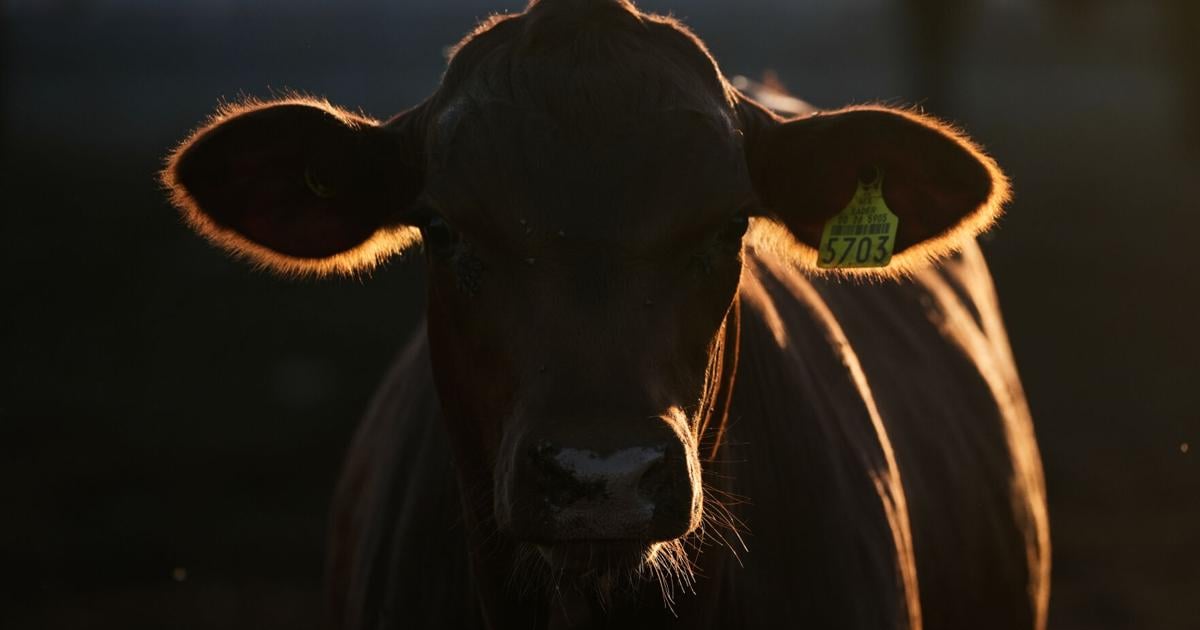 Check Guard Signs With tighter checks for flesh-eating screwworm, a border crossing ...