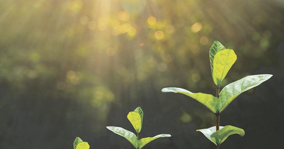A home (garden) is where the heart is | News A home (garden) is where the heart is | News