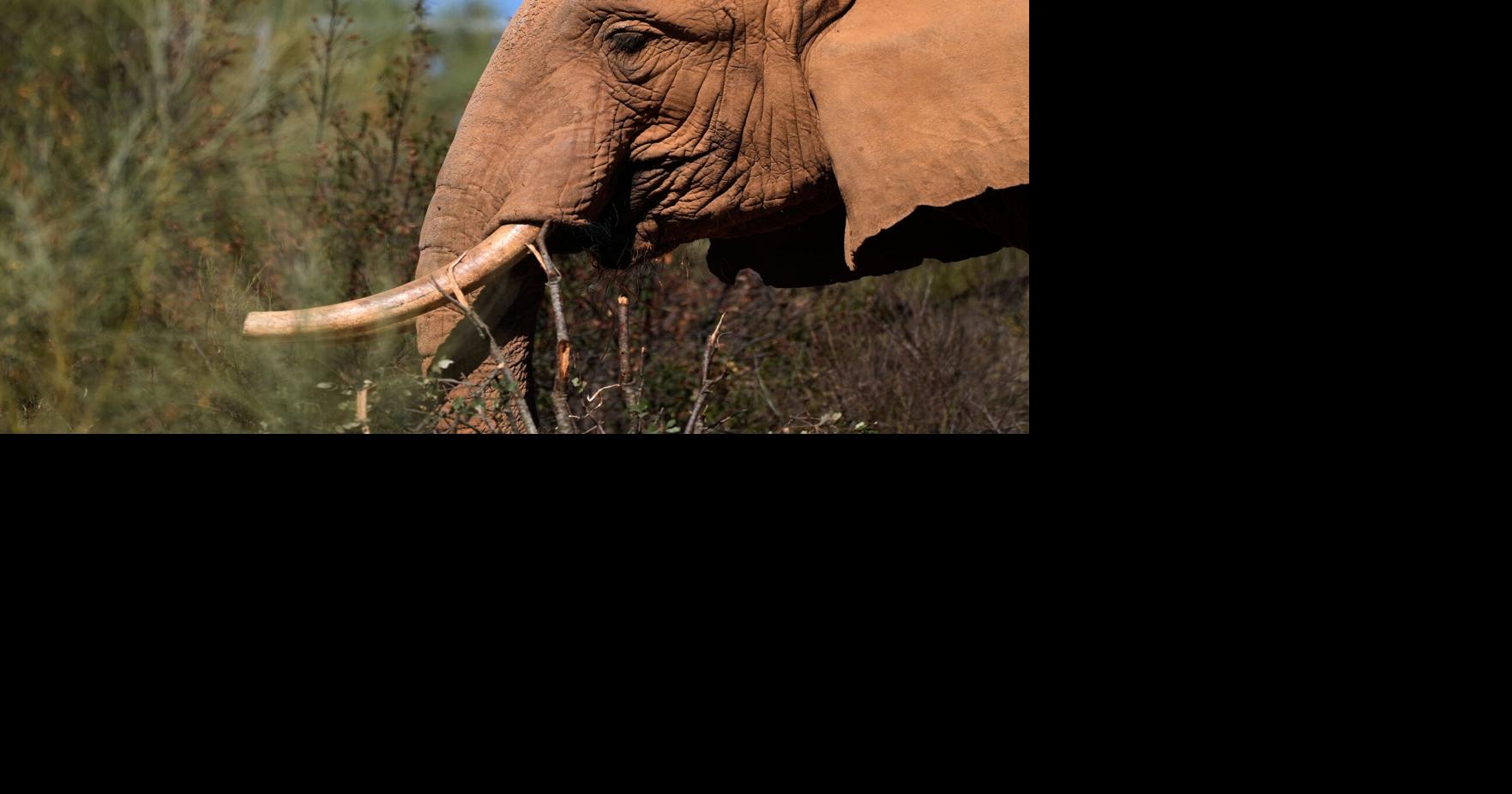 Portugal Elephant Sanctuary