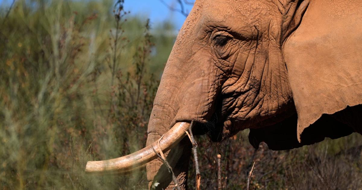 Portugal Elephant Sanctuary