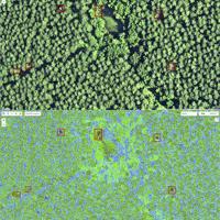 Forest Body Scan Tech provides new avenue for forest health research | News ...