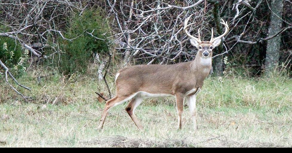 Leftover WMA deer hunt permit sale ongoing