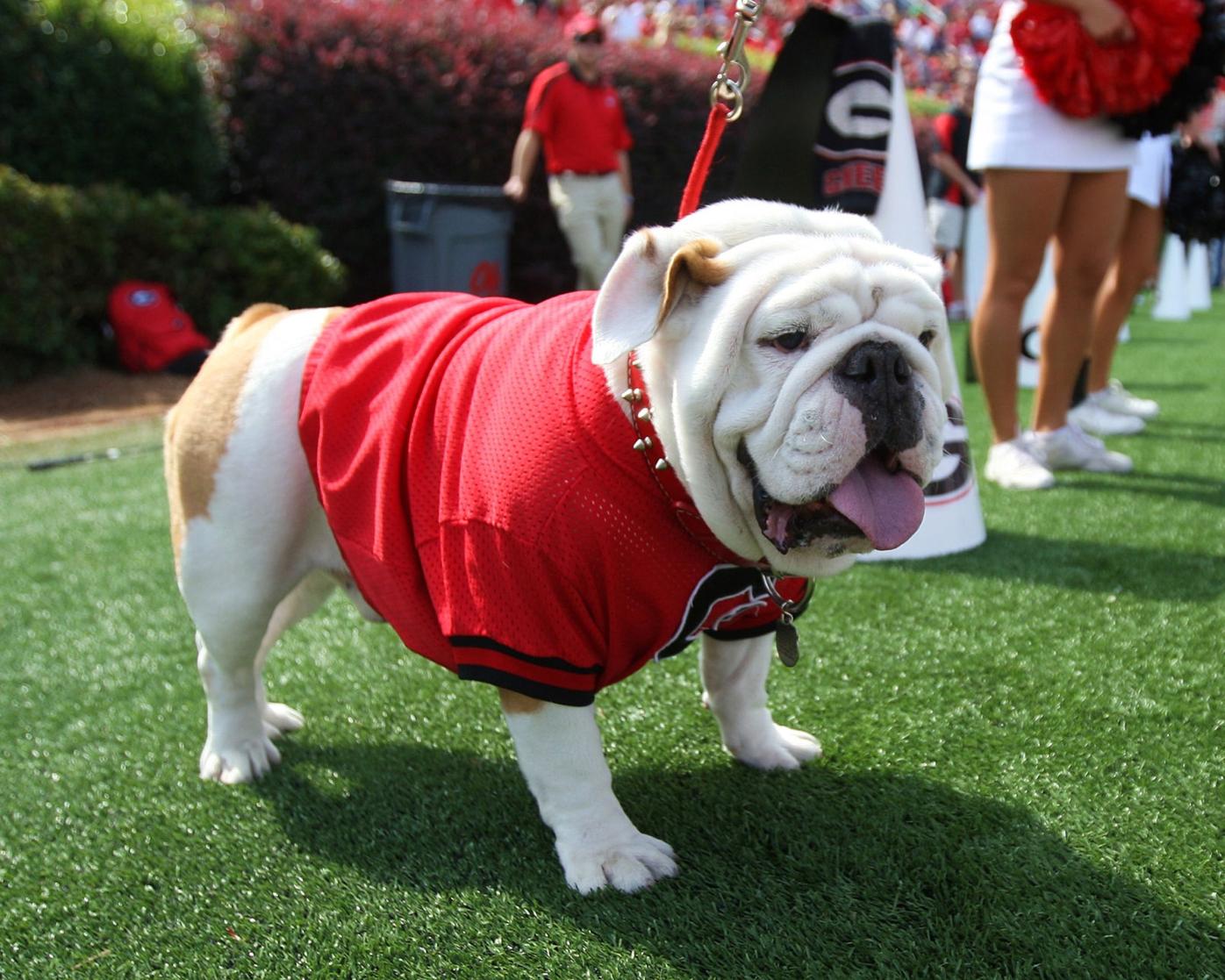 University of Georgia Bulldogs Adjustable Cap: University Of Georgia