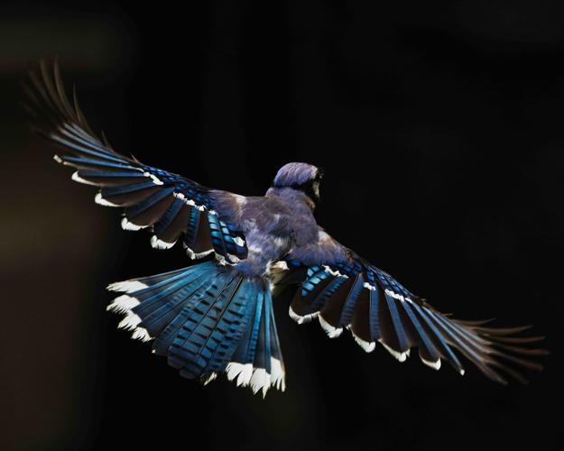 ART BEAT Suwanee Arts Festival features visual art kids activities