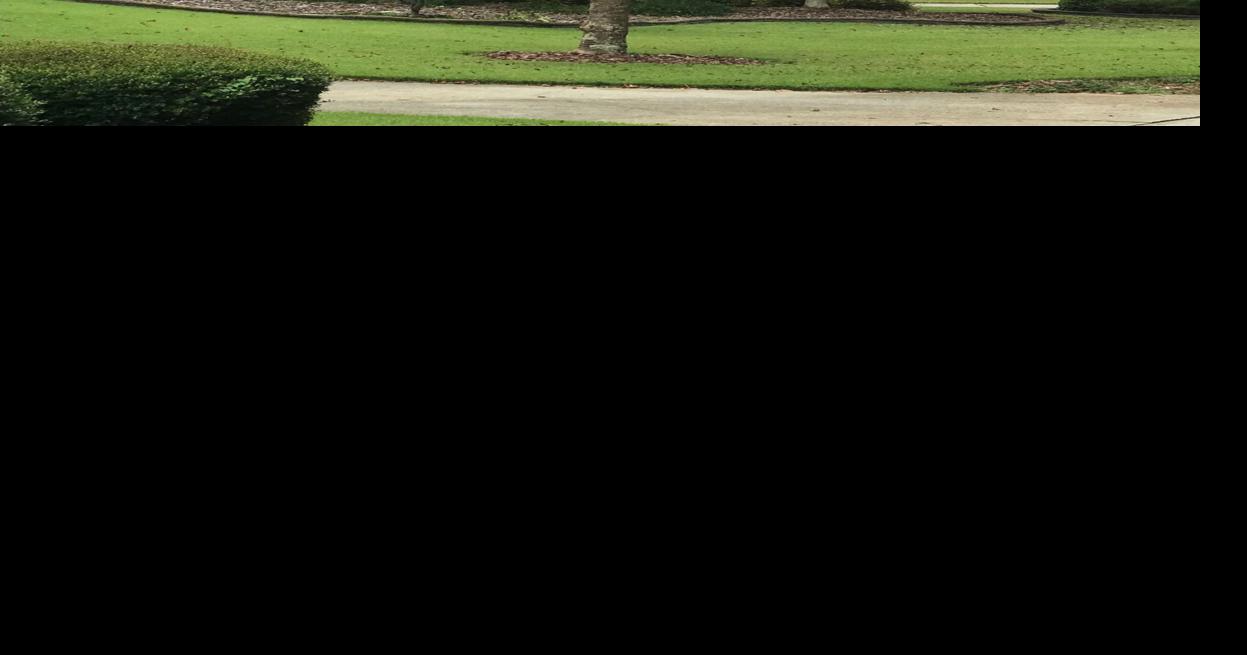 MARLOWE Why does your cherry tree lose its leaves so early? News