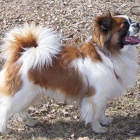 Tibetan spaniel hypoallergenic 2025