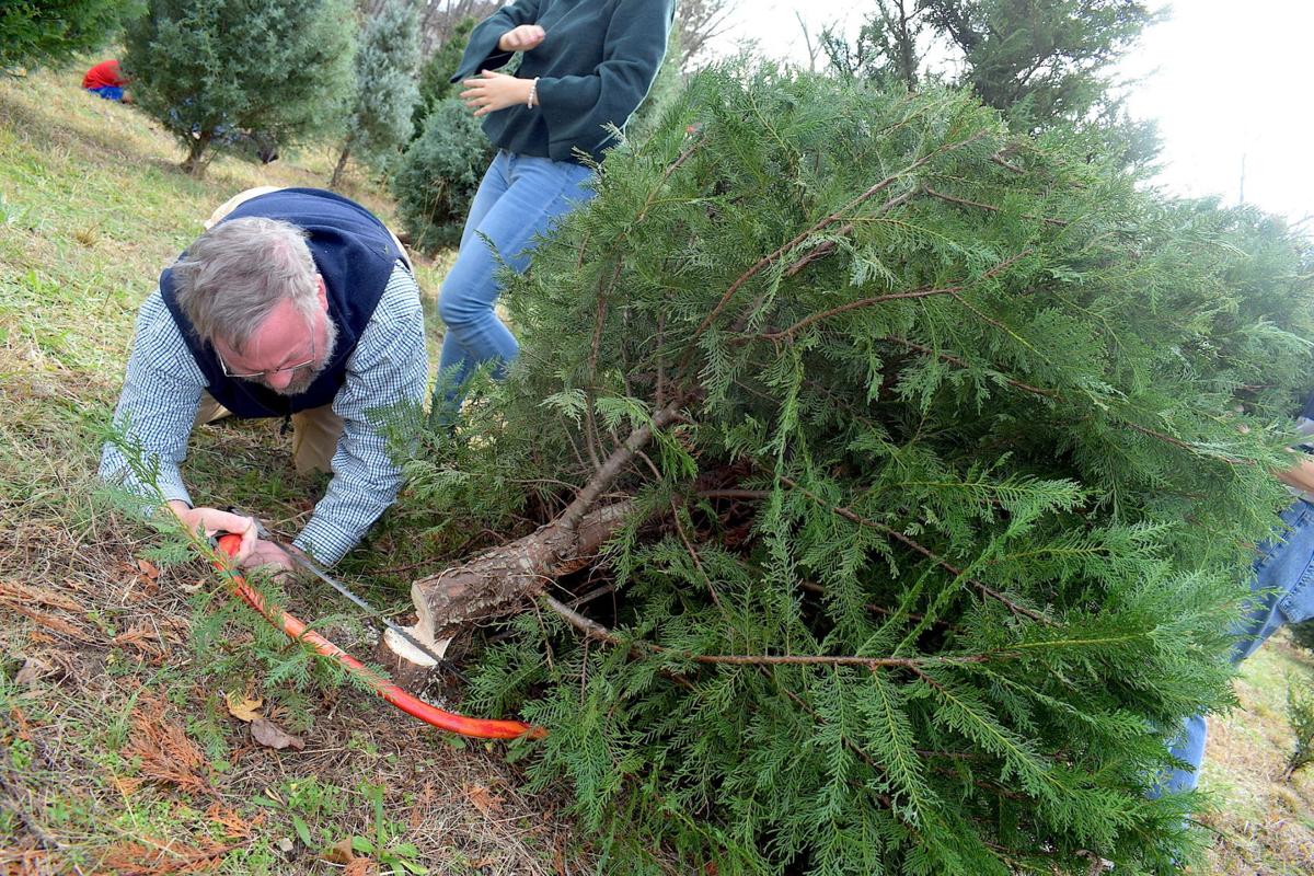 Picking And Cutting Down Christmas Trees Remains Family Tradition At Thompson S Tree Farm News Gwinnettdailypost Com