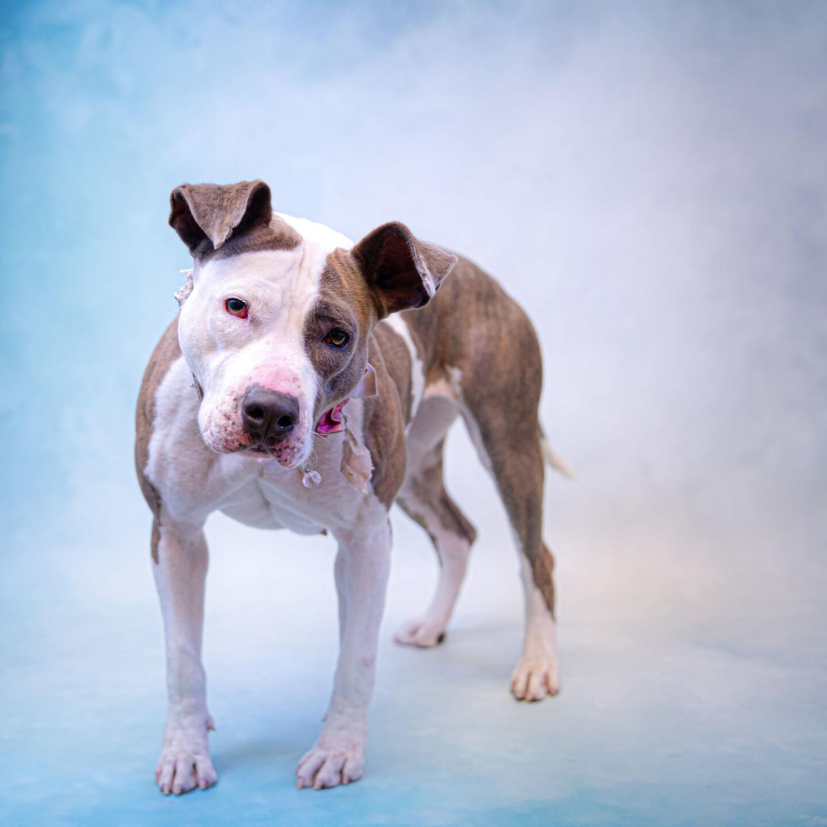 PHOTOS: Gwinnett Animal Shelter Adoptable Pets of the Week ...