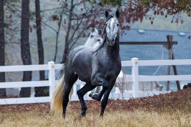 Dacula ranch serves at training ground for Medieval Times horses