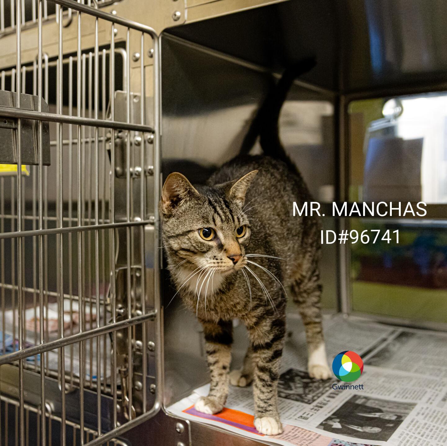 PHOTOS: Gwinnett Animal Shelter Adoptable Pets of the Week — July 17 | Slideshows