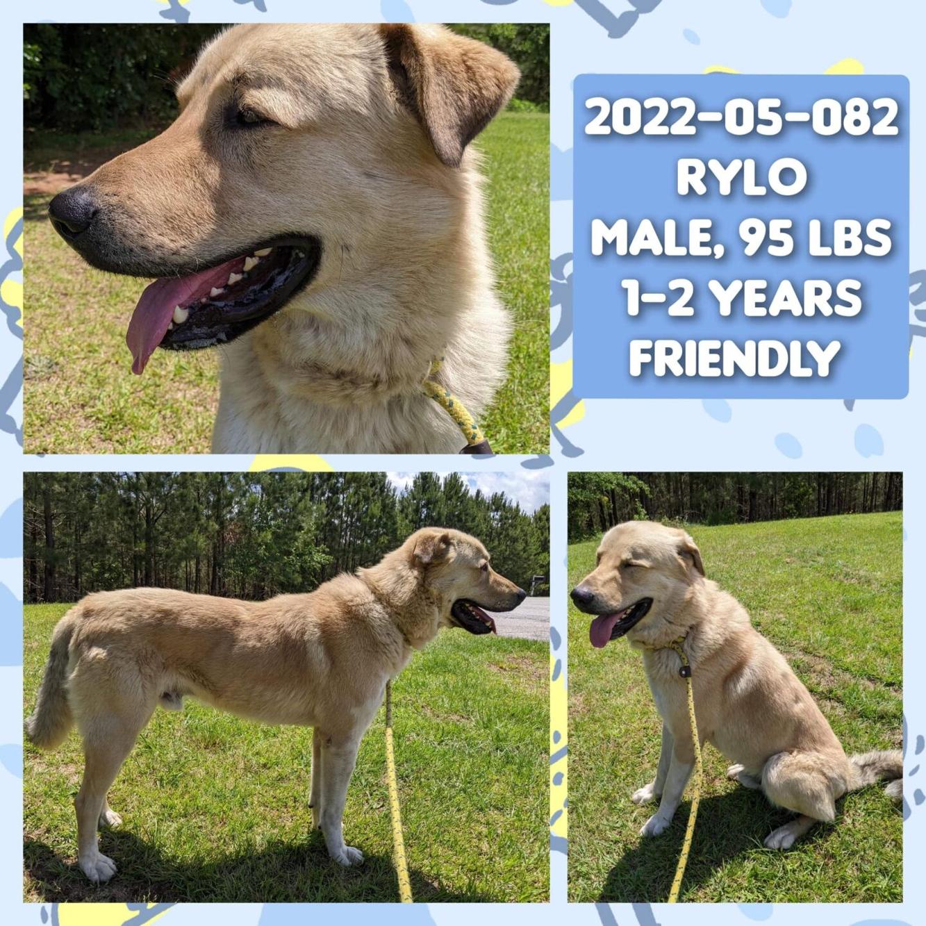 PHOTOS Barrow County Animal Control Adoptable Pets of the Week — May