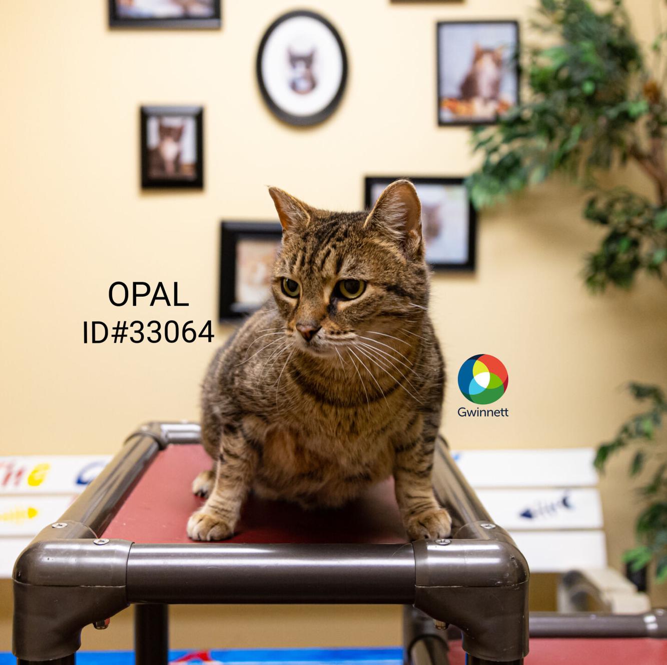 PHOTOS Animal Shelter Adoptable Pets of the Week —Jan. 30