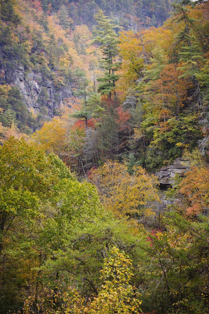 Georgia State Parks' Leaf Watch website tracks best fall ...