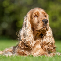 24. Cocker spaniel tie gwinnettdailypost