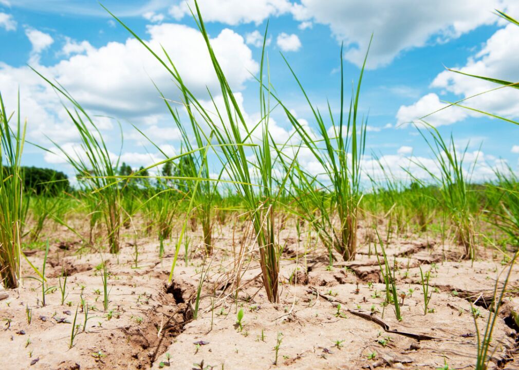 Drought may halve Jersey's potato crop, Agriculture