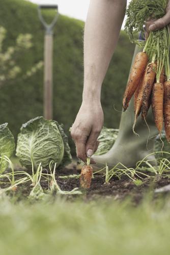 Tips for planting fall vegetables | Home Garden | gwinnettdailypost.com