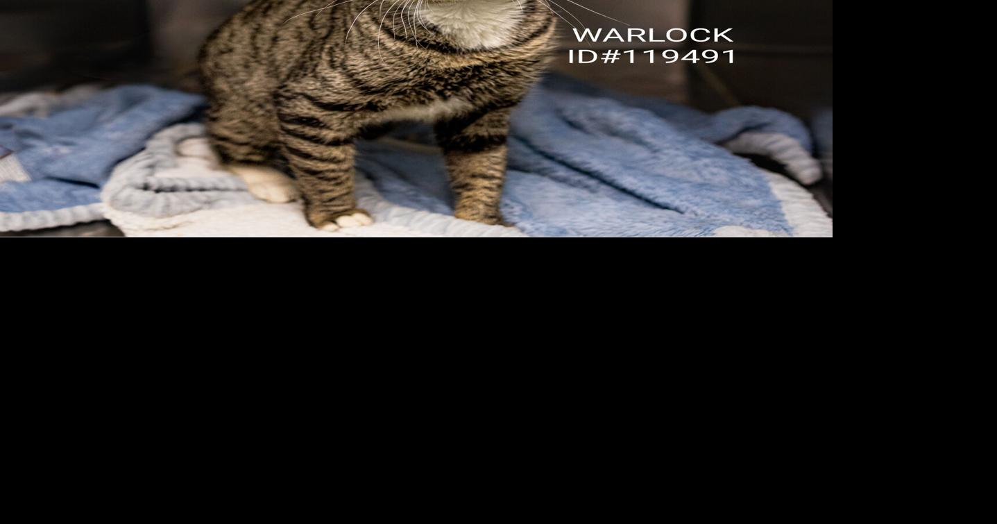 PHOTOS: Gwinnett Animal Shelter Adoptable Pets of the Week