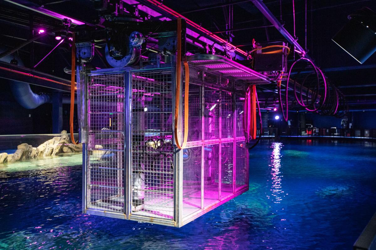 Photos Shark Exhibit Now Open At Georgia Aquarium Entertainment Gwinnettdailypost Com