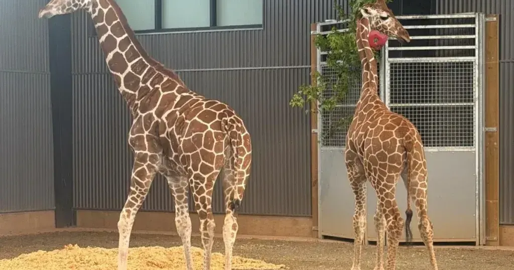 Abducted giraffes rescued and relocated to Georgia Safari Conservation Park in Madison