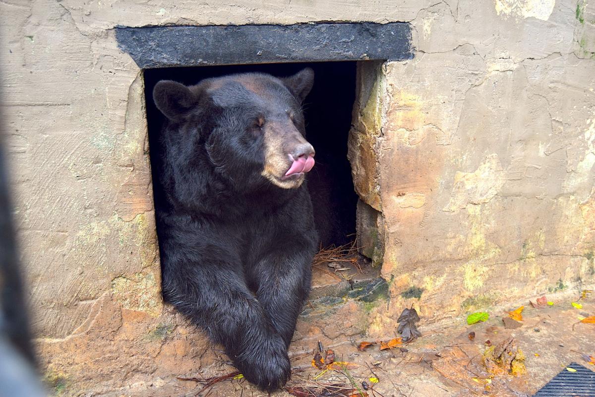 Yellow River Wildlife Sanctuary owners want to promote animal