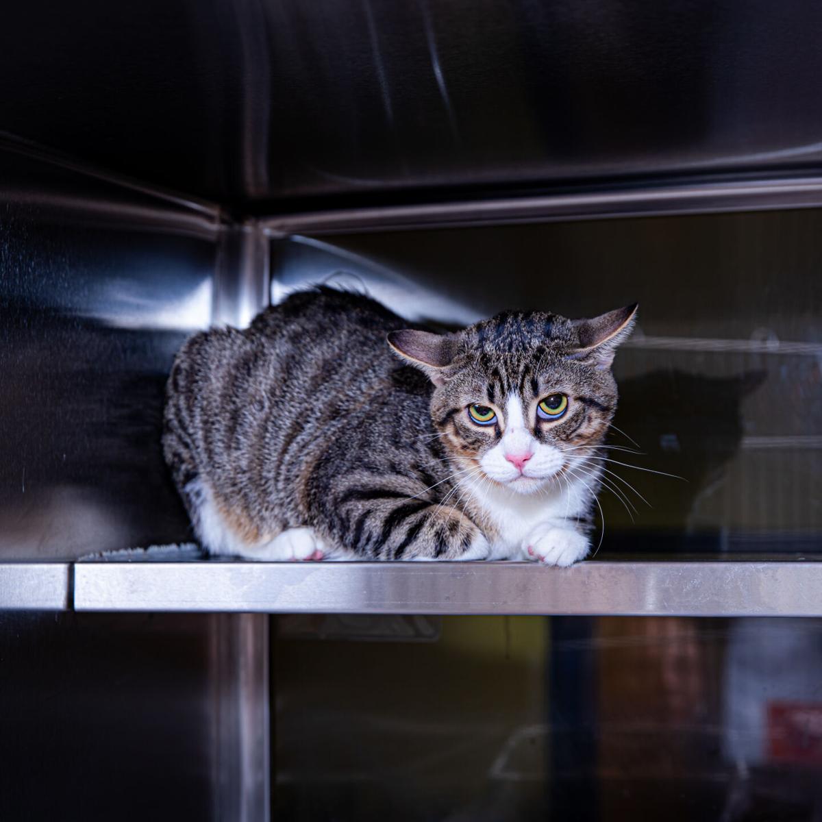 Photos Gwinnett Animal Shelter Adoptable Pets Of The Week July 26 Slideshows Gwinnettdailypost Com