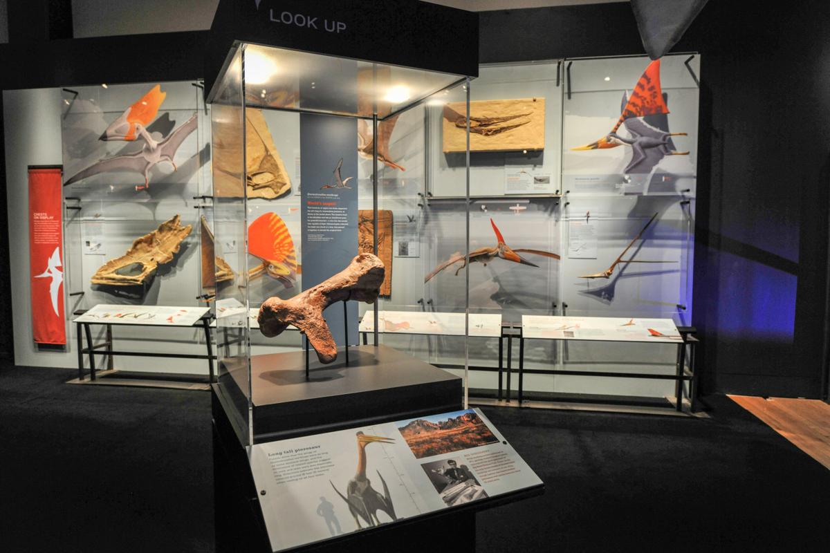 fernbank museum dinosaur exhibit