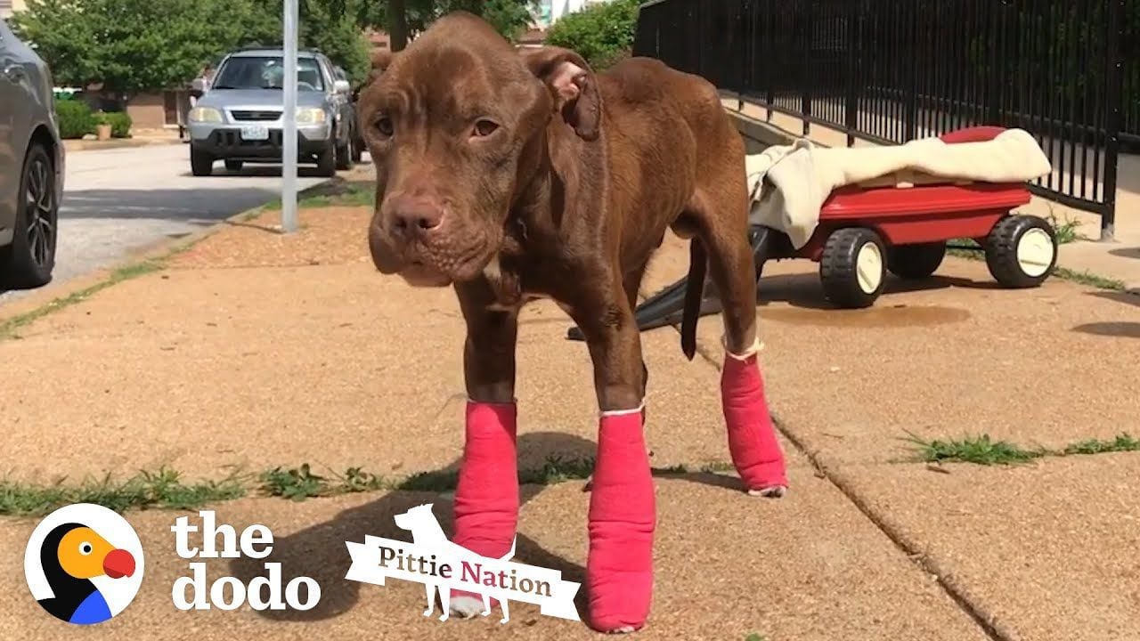 Pittie nation deals dog rescue