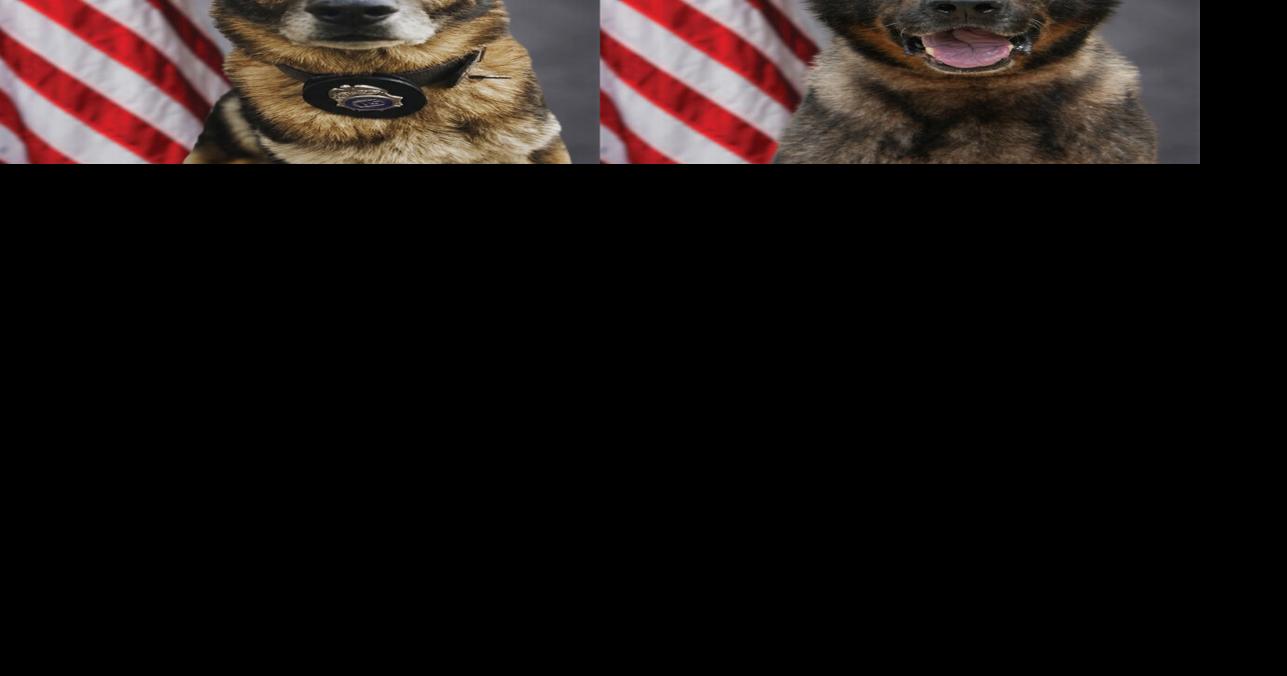 These four retiring Sheriff's Office K-9s had big impact on crime