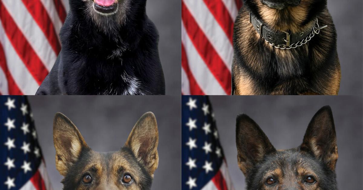 These four retiring Sheriff's Office K-9s had big impact on crime