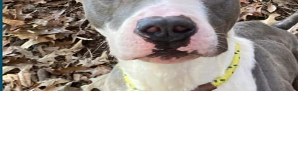 PHOTOS Barrow County Animal Control Adoptable Pets of the Week — Nov