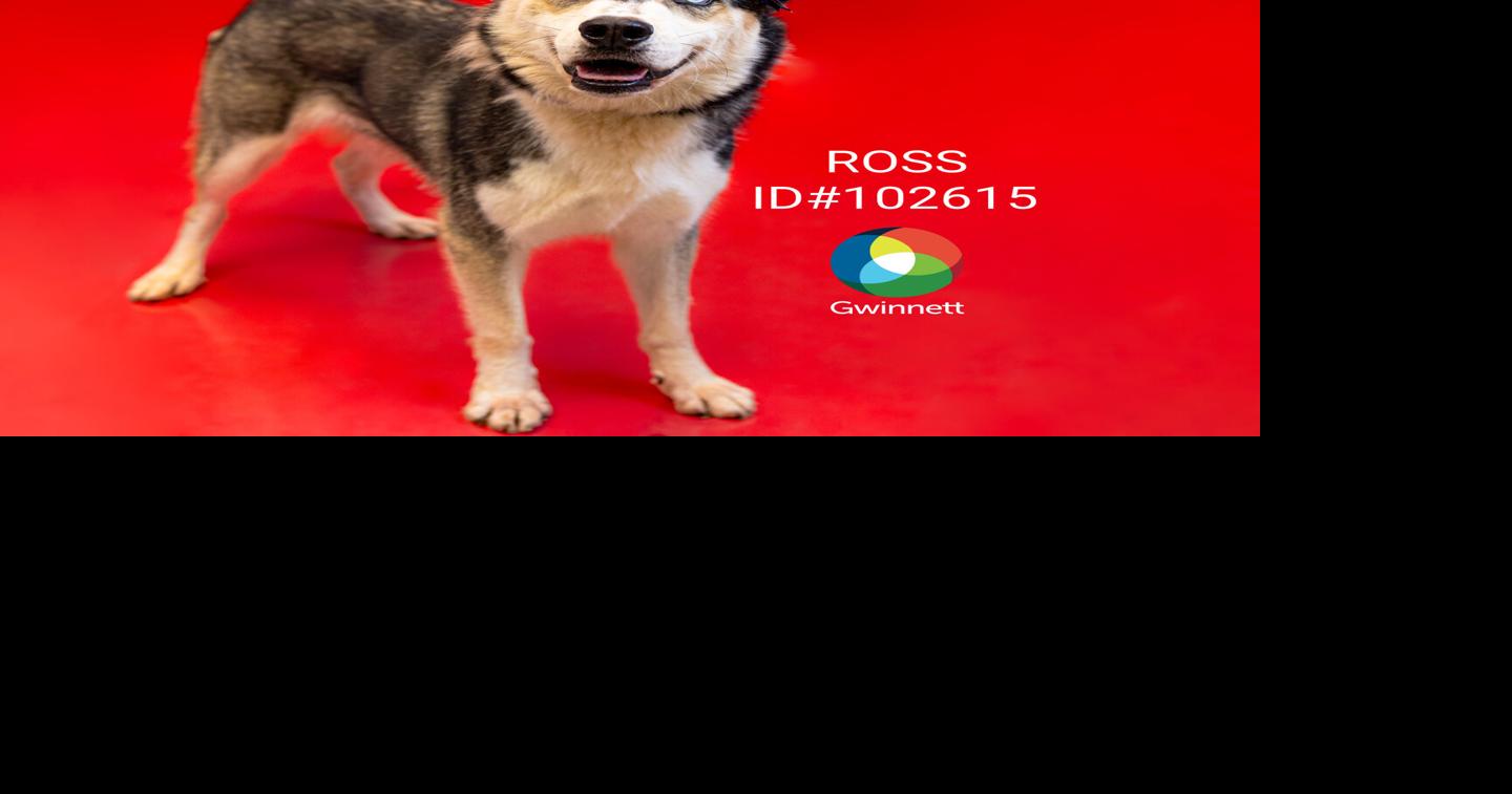 102615 ROSS.jpg