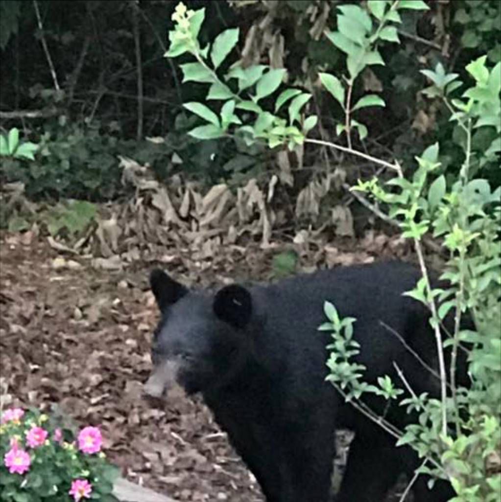 Buford Couple Spots Bear In Backyard News Gwinnettdailypostcom