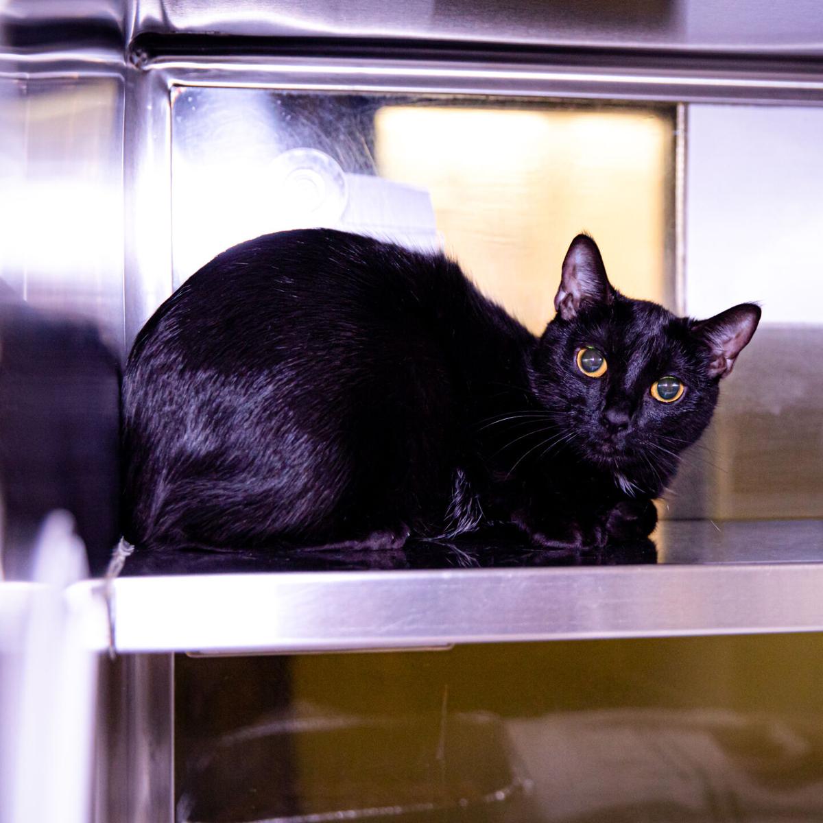 Photos Gwinnett Animal Shelter Adoptable Pets Of The Week July 26 Slideshows Gwinnettdailypost Com