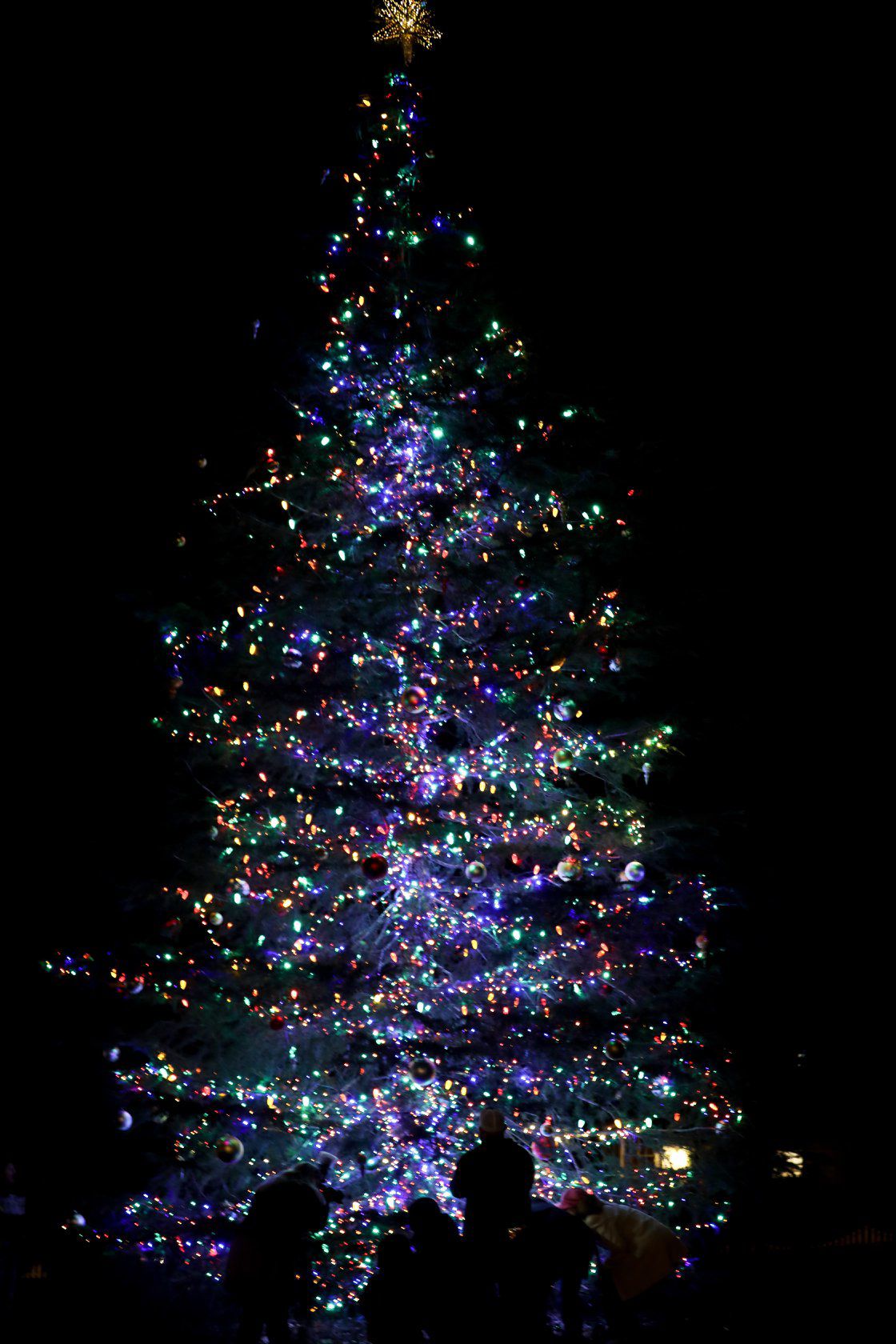 Tis The Season Your Guide To 2019 Gwinnett Christmas Tree 2019 Gwinnett Christmas Tree