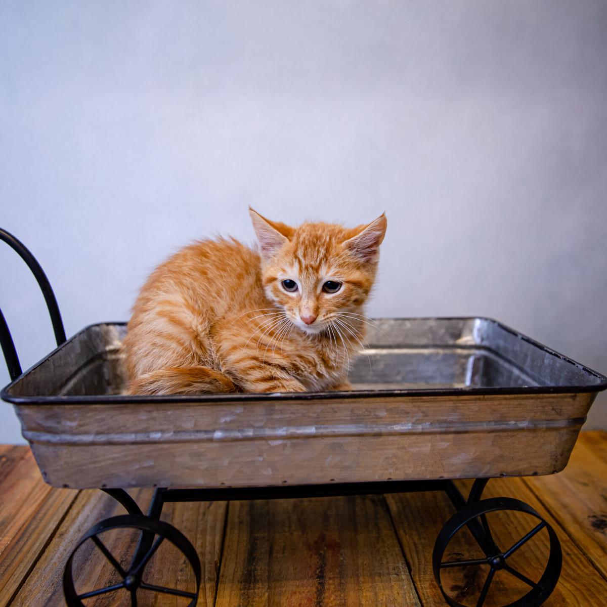 Photos Gwinnett Animal Shelter Adoptable Pets Of The Week July 26 Slideshows Gwinnettdailypost Com