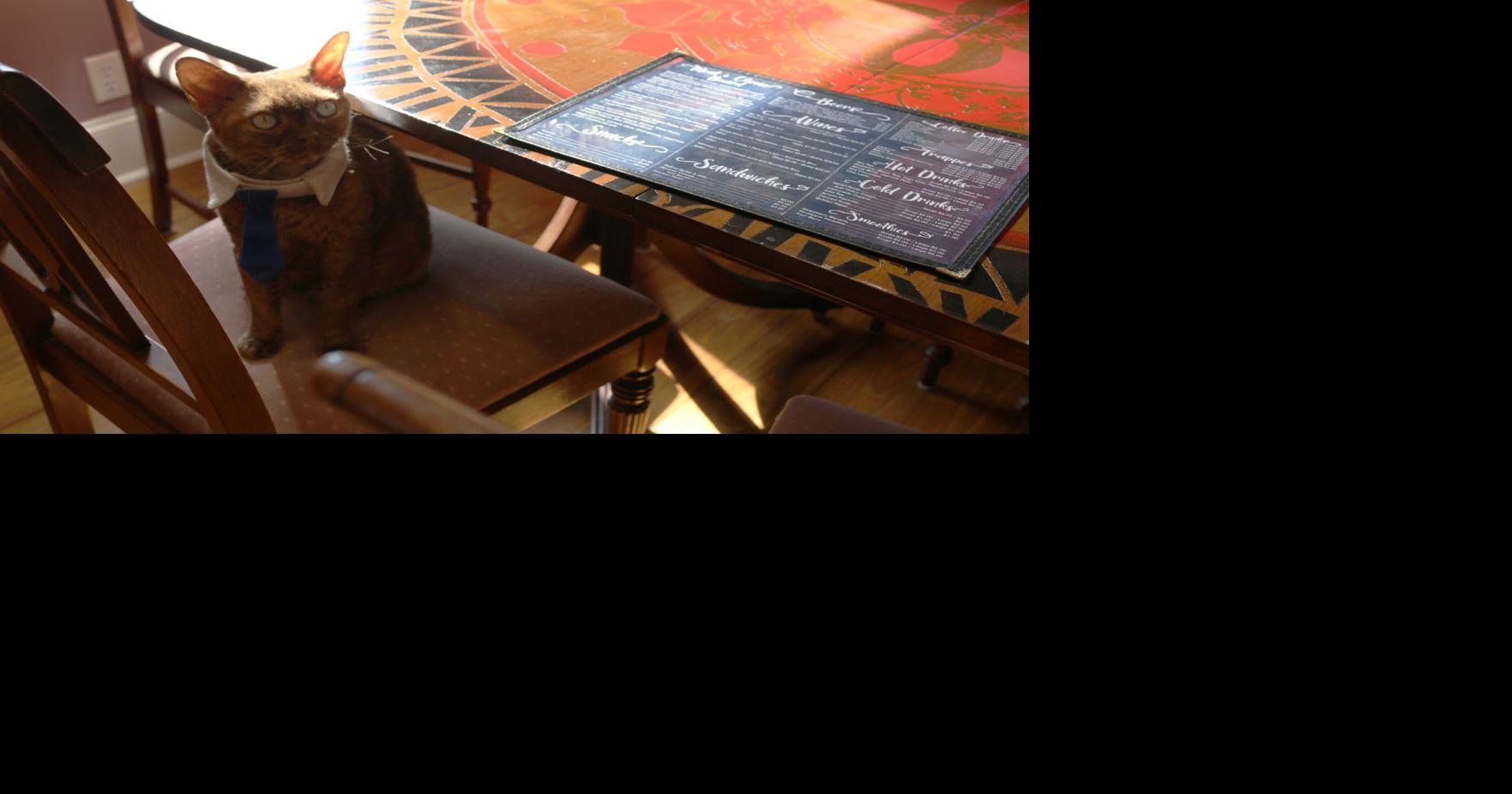 The Dish County's cat cafe, The Catfe, serves more than just