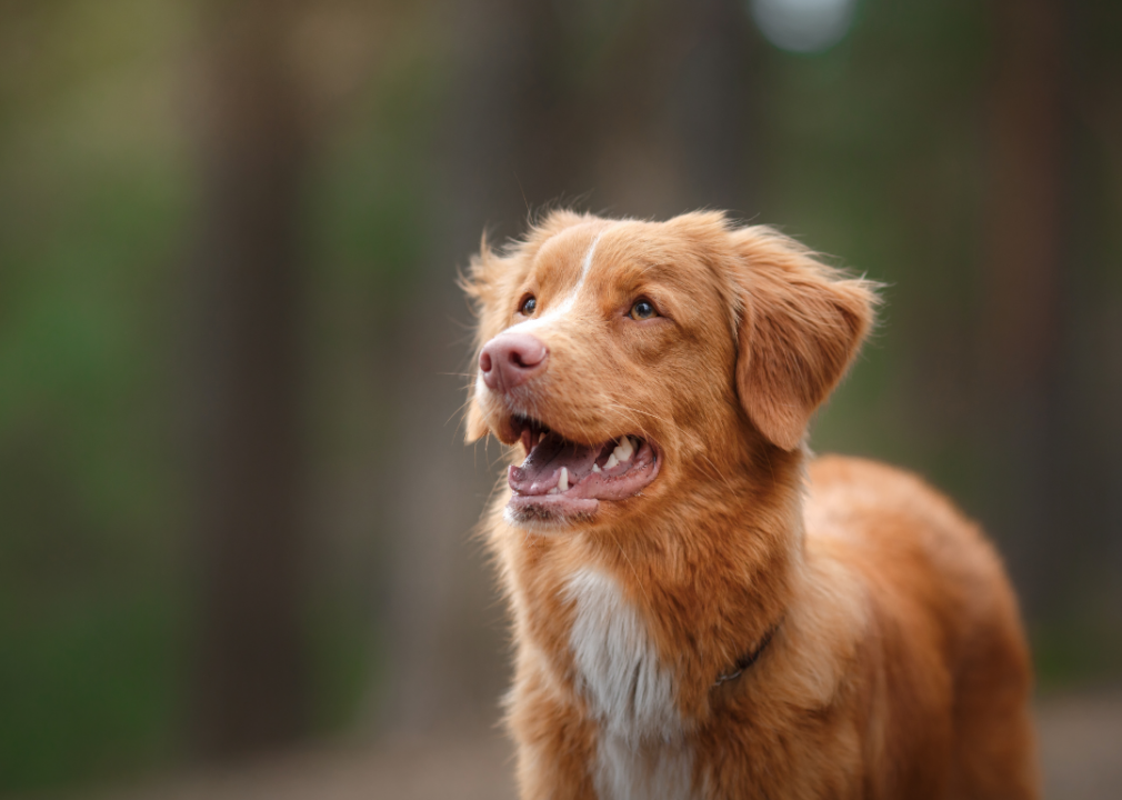 can a nova scotia duck tolling retriever live in india