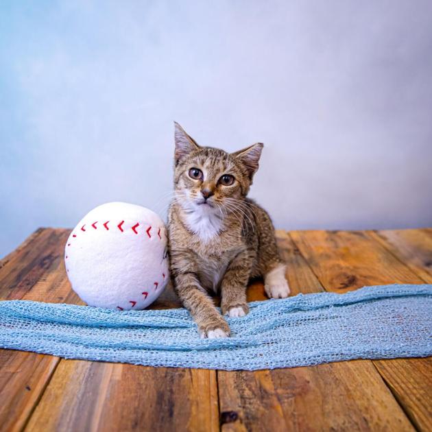 Photos Gwinnett Animal Shelter Adoptable Pets Of The Week July 26 Slideshows Gwinnettdailypost Com